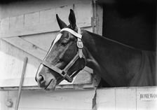 Horse Shows - Horse in Washington Horse Show, 1913. Creator: Harris & Ewing