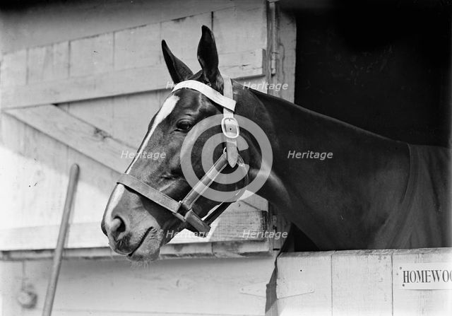 Horse Shows - Horse in Washington Horse Show, 1913. Creator: Harris & Ewing.