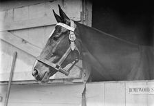 Horse Shows - Horse in Washington Horse Show, 1913. Creator: Harris & Ewing