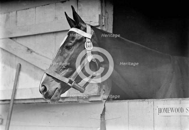 Horse Shows - Horse in Washington Horse Show, 1913. Creator: Harris & Ewing.
