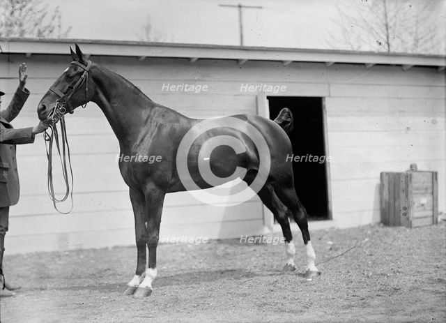 Horse Shows - Horses., 1911. Creator: Harris & Ewing.