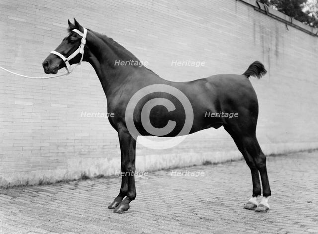 Horse Shows - Horses, 1912. Creator: Harris & Ewing.