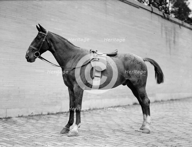 Horse Shows - Horses, 1912. Creator: Harris & Ewing.