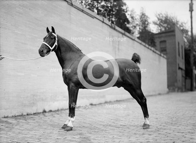 Horse Shows - Mclean Horses, 1912. Creator: Harris & Ewing.