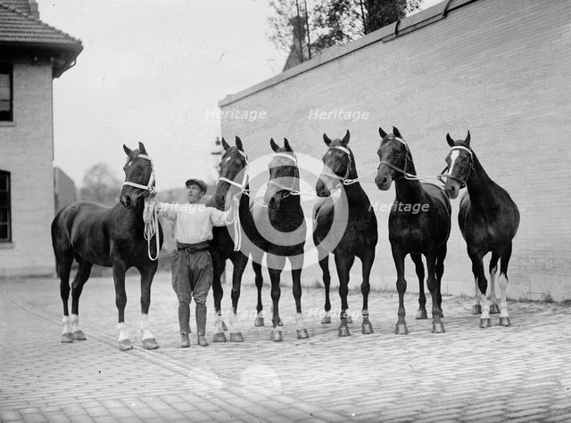 Horse Shows - Mclean Horses, 1912. Creator: Harris & Ewing.