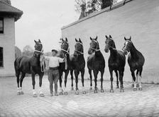 Horse Shows - Mclean Horses, 1912. Creator: Harris & Ewing
