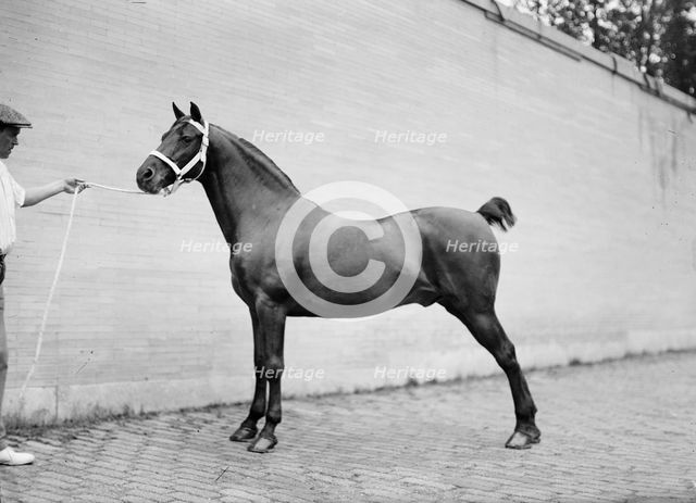 Horse Shows - Mclean Horses, 1912. Creator: Harris & Ewing.