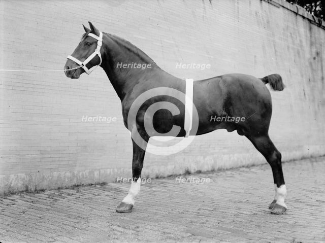 Horse Shows - Mclean, John Roll. His Horses, 1912. Creator: Harris & Ewing.