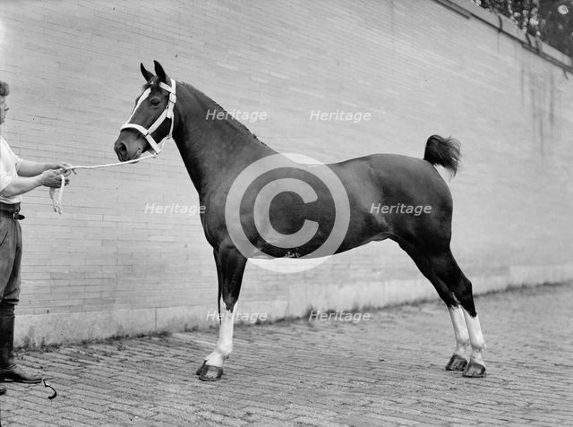 Horse Shows - Mclean, John Roll. His Horses, 1912. Creator: Harris & Ewing.