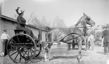 Horse Shows - Mrs. C.W. Watson Driving, 1911. Creator: Harris & Ewing
