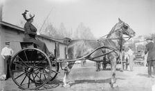 Horse Shows - Mrs. C.W. Watson Driving, 1911. Creator: Harris & Ewing