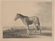 Horse standing on a field in profile to left, 1809. Creator: Adam von Bartsch