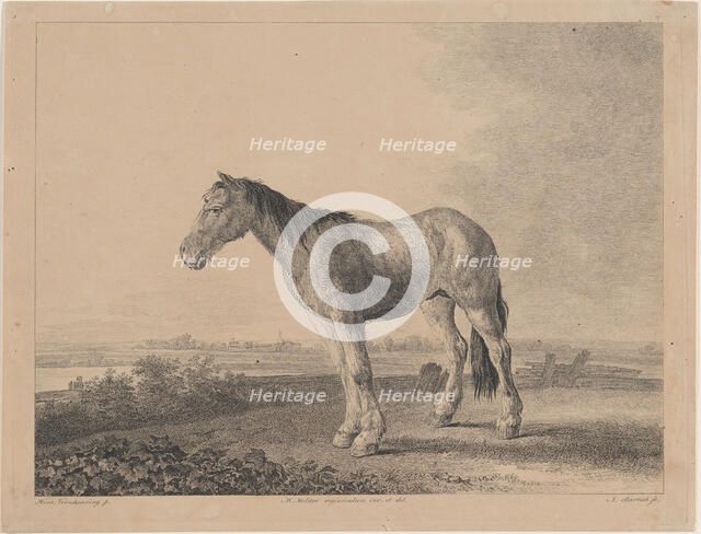 Horse standing on a field in profile to left, 1809. Creator: Adam von Bartsch.