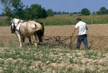 Horse ploughing in Hungary. Artist: CM Dixon