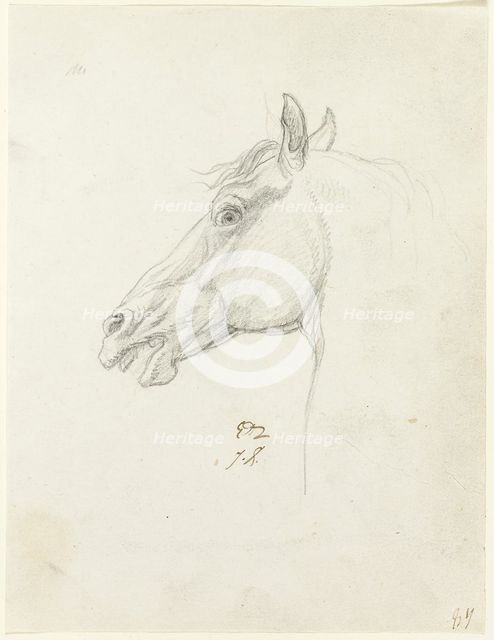 Horse's Head, c. 1810. Creator: Jacques-Louis David.