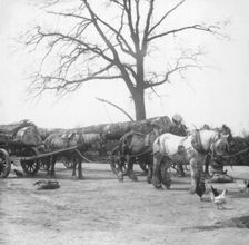 Horse wagon with timber logs, c1900s. Creator: Robert Augustus Henry L'Estrange
