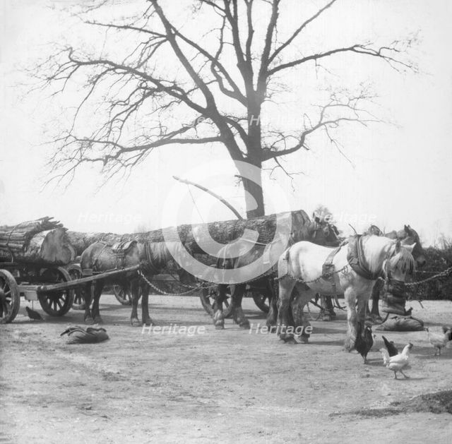 Horse wagon with timber logs, c1900s. Creator: Robert Augustus Henry L'Estrange.