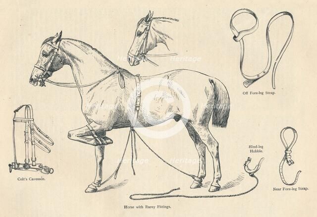 Horse with Rarey fittings, c1905 (c1910). Artist: Unknown.