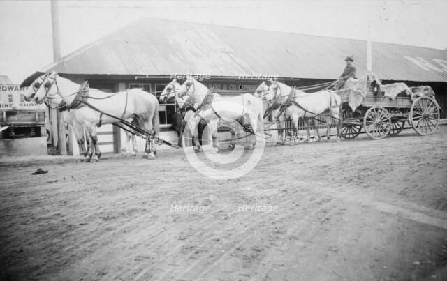 Horse team starting on trail to Chitina, between c1900 and 1927. Creator: Unknown.