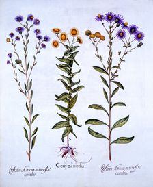 Horseweed/Butterweed/Fleabane and European Michaelmas Daisies, from Hortus Eystettensis by Basil