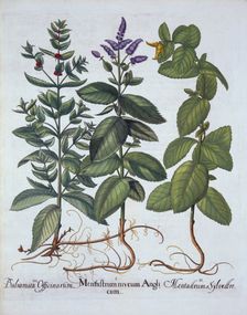 Horsemint and Spearmint, from Hortus Eystettensis by Basil Besler (1561-1629), pub. 1613 (hand-co