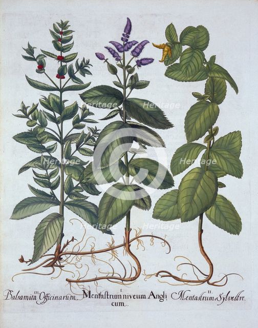 Horsemint and Spearmint, from 'Hortus Eystettensis', by Basil Besler (1561-1629), pub. 1613 (hand-co