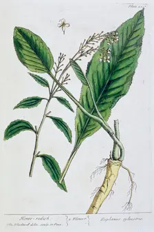 Horseradish, 1782. Creator: Elizabeth Blackwell