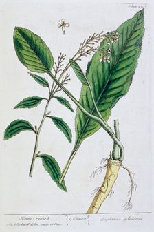 Horseradish, 1782. Creator: Elizabeth Blackwell