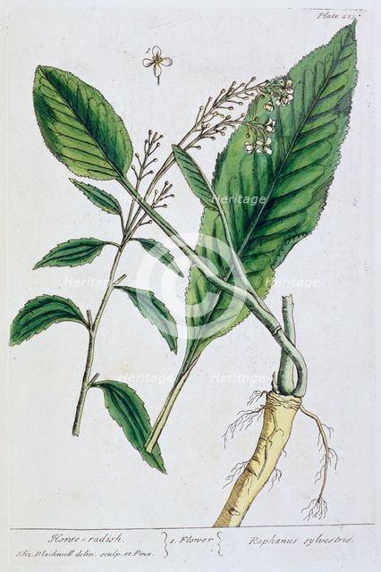 Horseradish, 1782. Creator: Elizabeth Blackwell.