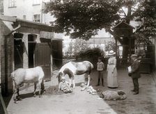 Horses and a dog in a stable yard in the centre of Landskrona, Sweden, 1912