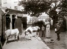 Horses and a dog in a stable yard in the centre of Landskrona, Sweden, 1912. Creator: Unknown
