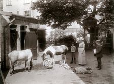 Horses and a dog in a stable yard in the centre of Landskrona, Sweden, 1912. Creator: Unknown