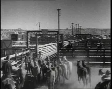 Horses Being Rounded up By Cowboys And Being Put Into Pens, 1932. Creator: British Pathe Ltd