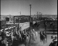 Horses Being Rounded up By Cowboys And Being Put Into Pens, 1932. Creator: British Pathe Ltd