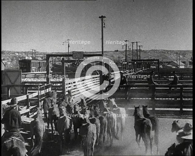 Horses Being Rounded up By Cowboys And Being Put Into Pens, 1932. Creator: British Pathe Ltd.