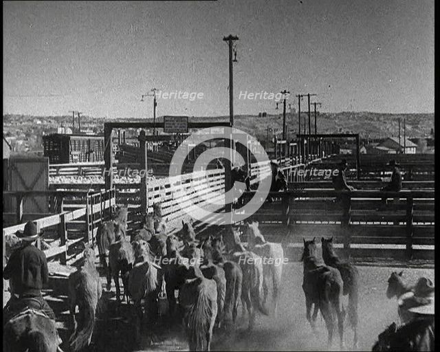 Horses Being Rounded up By Cowboys And Being Put Into Pens, 1932. Creator: British Pathe Ltd.
