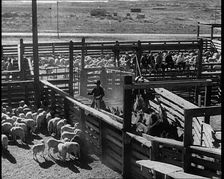 Horses Being Rounded up By Cowboys And Being Put Into Pens, 1932. Creator: British Pathe Ltd
