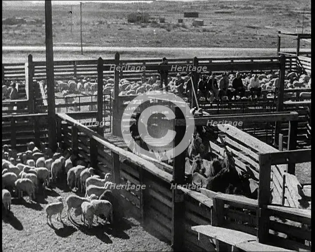 Horses Being Rounded up By Cowboys And Being Put Into Pens, 1932. Creator: British Pathe Ltd.