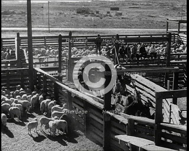Horses Being Rounded up By Cowboys And Being Put Into Pens, 1932. Creator: British Pathe Ltd.