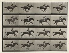 Horses. Gallop; thoroughbred bay mare (Annie G) with male rider, 1872-1885. Creator: Eadweard J Muybridge