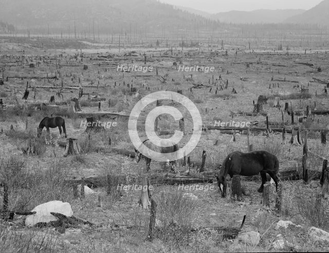 Horses pasturing among stumps and snags, Priest River Valley, Bonner County, Idaho, 1939. Creator: Dorothea Lange.