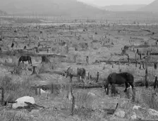 Horses pasturing among stumps and snags, Priest River Valley, Bonner County, Idaho, 1939. Creator: Dorothea Lange