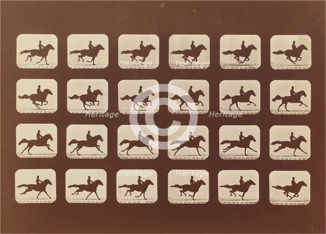Horses. Running. Phyrne L. No. 40, 1879. Creator: Eadweard J Muybridge.
