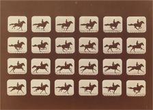 Horses. Running. Phyrne L. No. 40, 1879. Creator: Eadweard J Muybridge