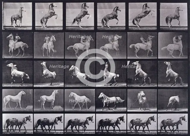 Horses rearing, etc, 1872-1885.   Creator: Eadweard J Muybridge.