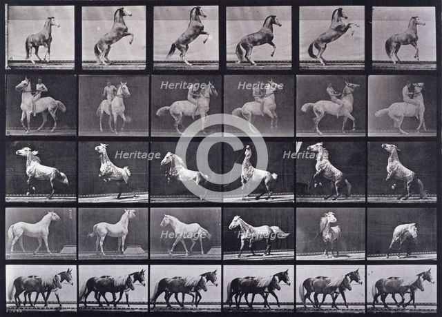 Horses rearing, etc, 1872-1885.   Creator: Eadweard J Muybridge.