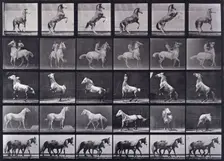 Horses rearing, etc, 1872-1885. Creator: Eadweard J Muybridge
