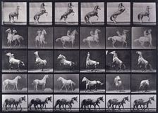 Horses rearing, etc, 1872-1885. Creator: Eadweard J Muybridge