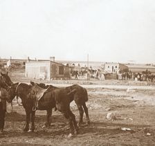 Horses, Somme-Tourbe, northern France, c1914-c1918