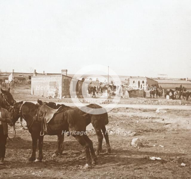 Horses, Somme-Tourbe, northern France, c1914-c1918. Artist: Unknown.